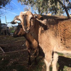 Meet your Posher, Sydney lynn